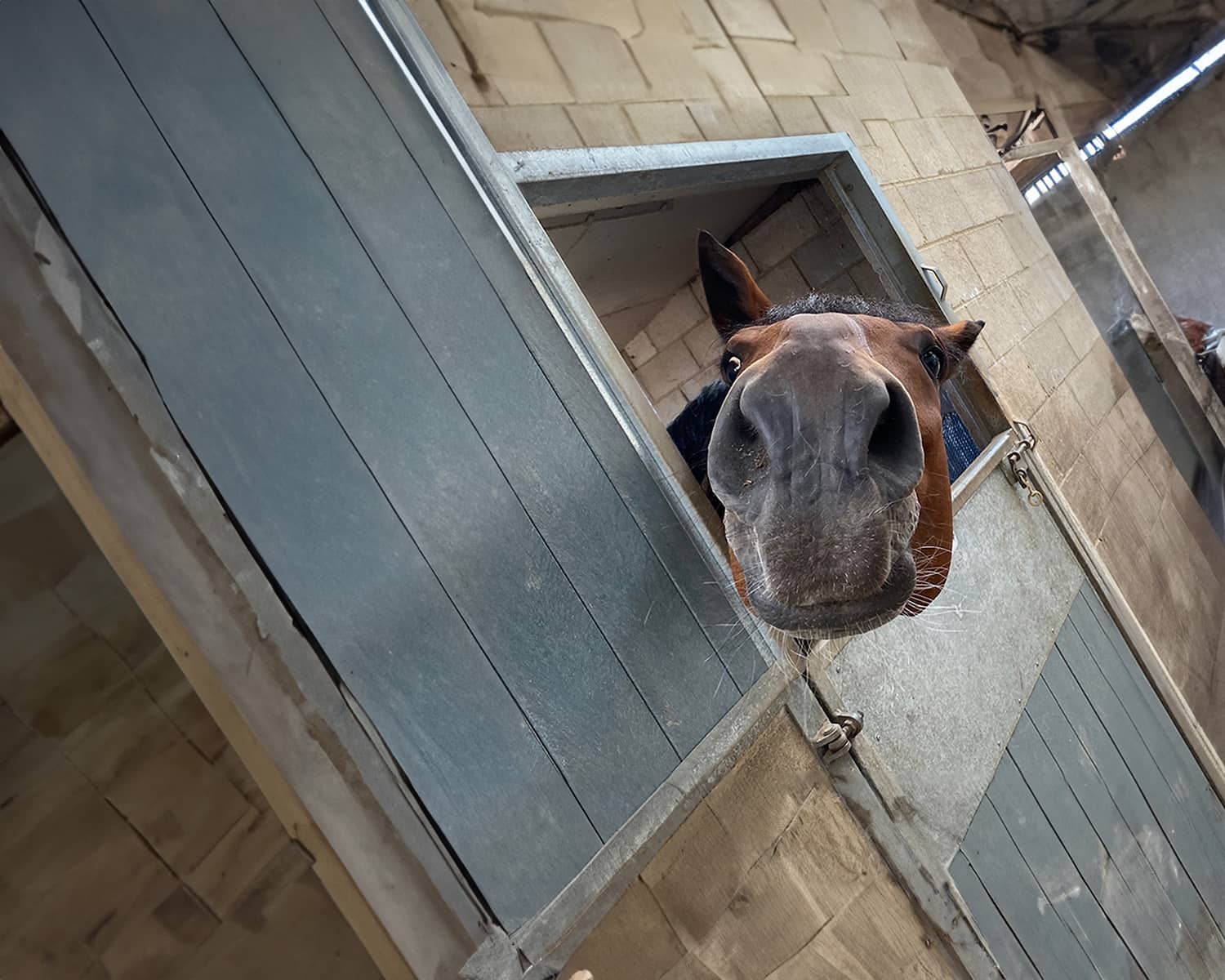 Horse selfie