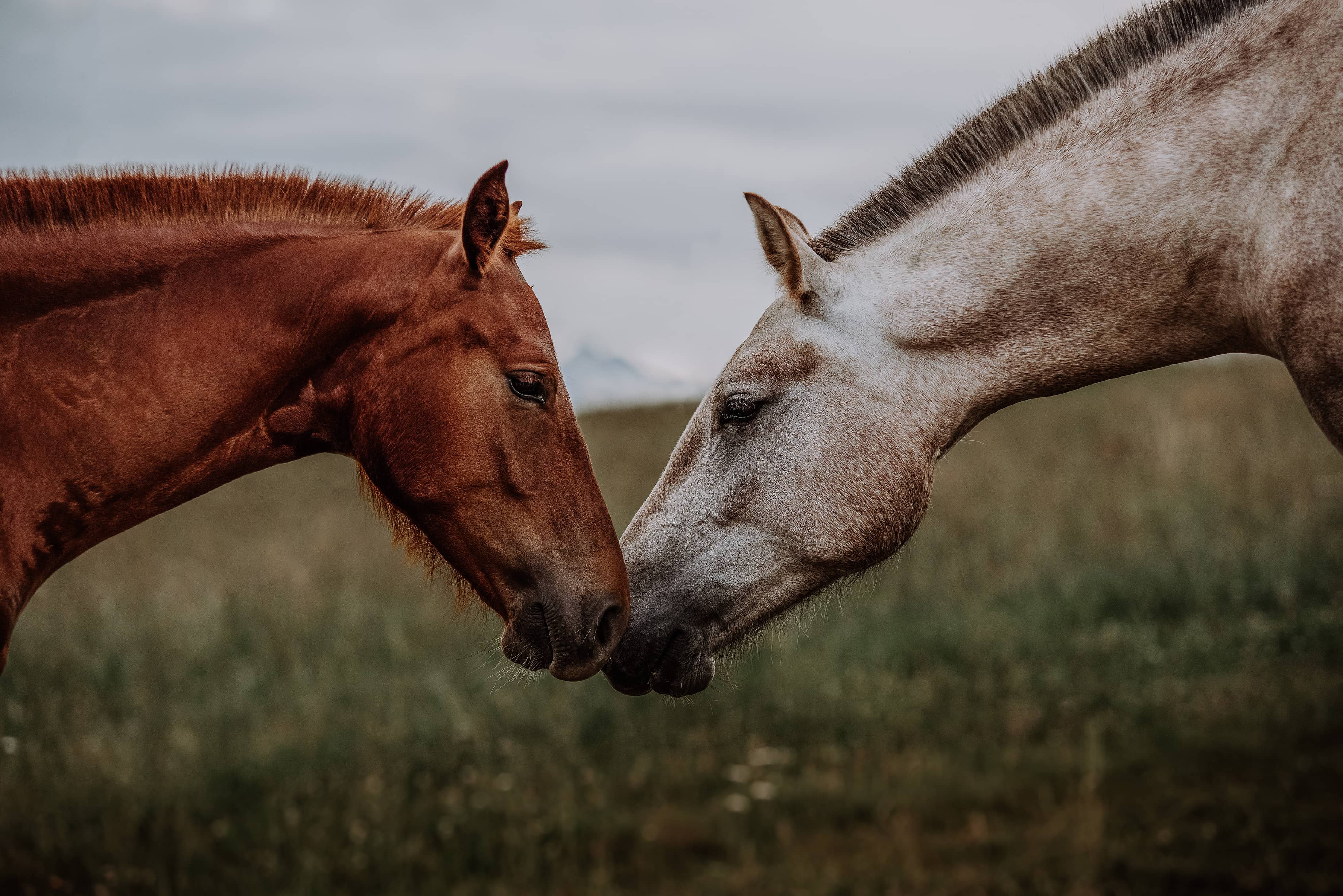 Horses