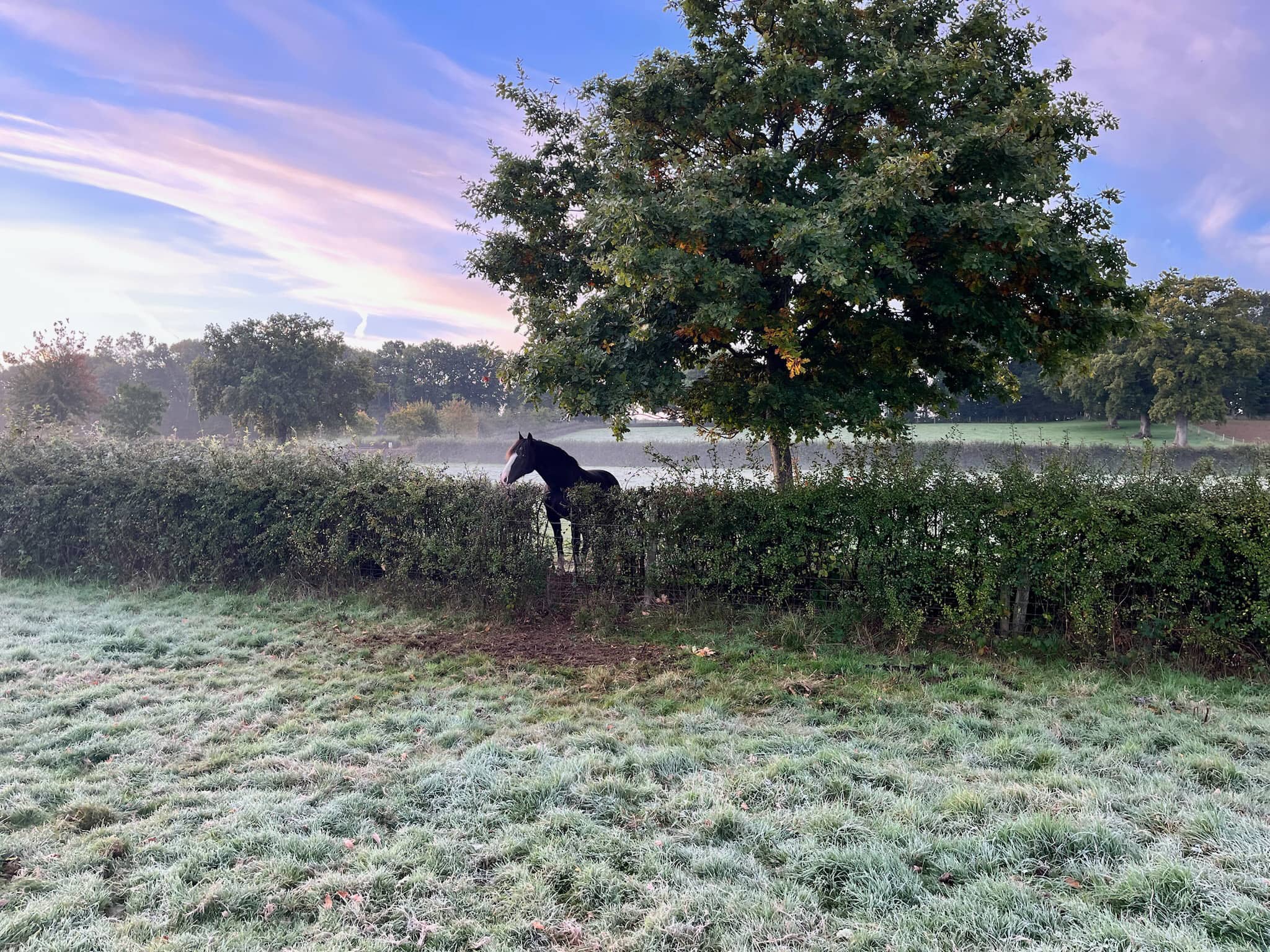 Horse sunset